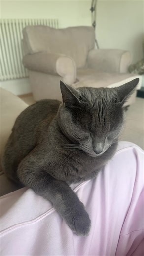 This level of cuteness should be illegal #CatTok #CutePets #Meow #FurryFriend #WholesomeContent #PetsofTikTok #CutenessOverload #Fyp #ForYou