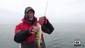 Jigging for perch