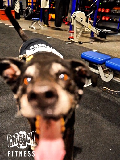 Use Promo Code CRUNCHAMITY For $20 Down Plus 3 Months Free! | Crunch Fitness