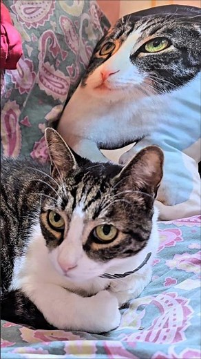 polydactyl cat