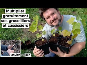 How to propagate your currant and blackcurrant bushes for FREE