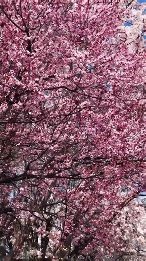 Spring flowers #shortvideo