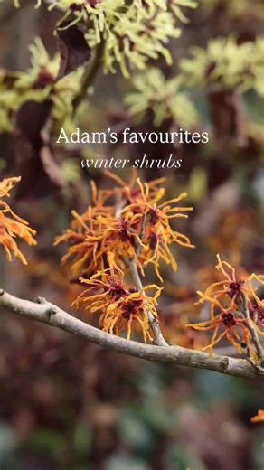 Crocus.co.uk | Add interest to your winter garden with these shrubs, as recommended by our Senior Plant Buyer, Adam. Cornus sanguinea ‘Midwinter Fire’ -... | Instagram