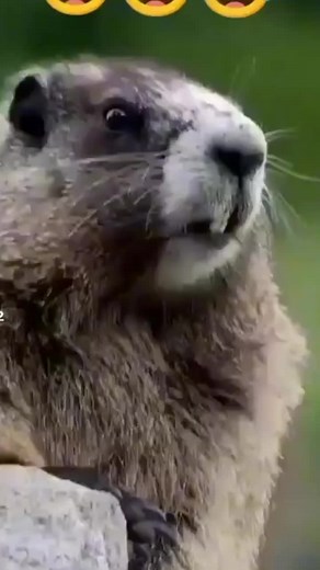 Groundhog Close-Up: Discover This Charming Mammal