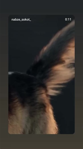 Sherry (@sherrylove121)’s videos with Wolves Howling (Intro) - Wolf