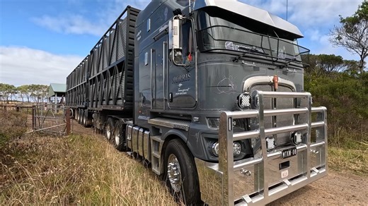 82 reactions · 13 shares | Representing the heartbeat of rural transport — LRTAV champions the voices, safety, and strength of Victoria’s livestock and regional freight operators. See how they keep our country moving.  #LRTAV #LivestockTransport #RegionalAustralia #DrivingTheFuture #BehindTheWheels | Big Rigs of Oz | Facebook