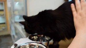 Pet Spotlight – Maddie! http://bit.ly/adoptmaddiesh Maddie is an incredibly sweet 14-year-old kitty who is always looking for affection. She is super easy-going and a true joy to be around, she loves to hold a conversation with her meows! If you are searching for a calm companion to adore, come meet Maddie today at Seattle Humane! To learn more about her visit: http://bit.ly/adoptmaddie2 | Seattle Humane