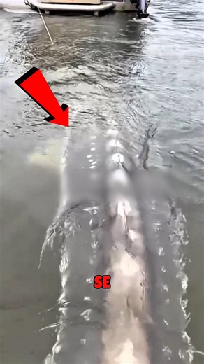 Fish Eggs Collected Without Killing Fish 🐟✨ #actingchallenge #fish