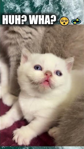 KITTENS PRANK EACHOTHER 😽😁#shorts #cats #funnymoments