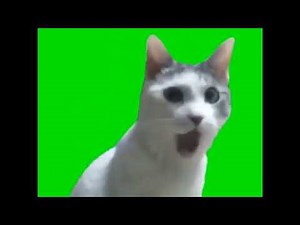 Surprised cat - Green screen - Futage - #memologygreenscreen