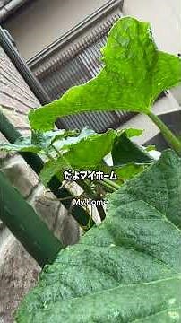 蜂の巣駆除の悩み