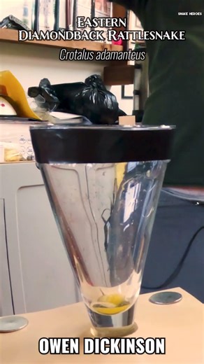 What went wrong with this venom extraction? #rattlesnake #wildlife #venomous