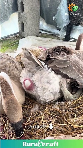 Goose Lays an EGG! (You Won't Believe How Big It Is!) #goose #egg #nature #animals #wow