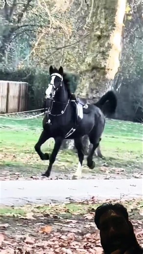 black horse riding training zuljinah #horseridingschool #equestrianjourney #horse #horse #stallion