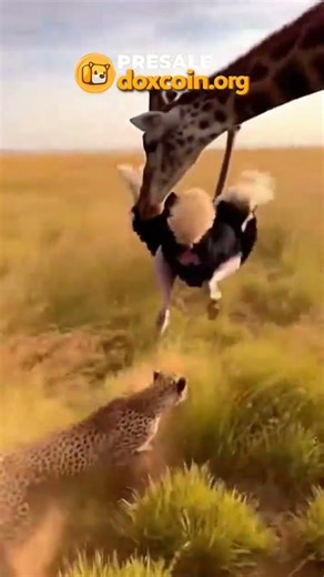 Cheetah Ambushed by Giraffe in Wild Chase