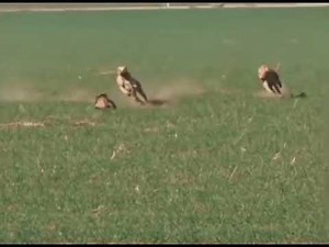 World’s Best Rabbit Escape 🔥🔥 Never Give Up 🔥🔥 World’s Fastest Rabbit 🔥🔥 Must Watch 🔥🔥