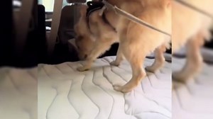 Dog Cooling Mat, 2025 Premium Portable Pet Cooling Pad for Dogs Cats,Dog Cool Eco-Friendly Bed，Non-Slip Washable Sleeping Mat for Home and Outdoor (M(36 * 23 in))