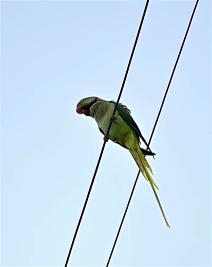 Most of the photo enthusiasts use (180-600) zoom lens but I am different.