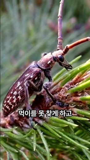 “소나무재선충, 아직도 방법 찾는 중?” #소나무재선충 #매개충 #병해충 #산림과학