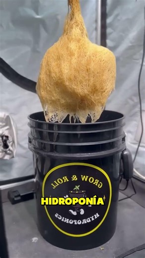 ¿QUE ES LA HIDROPONIA? CULTIVAR SIN TIERRA #shortvideo #cultivo #hidroponía #hidroponiaencasa