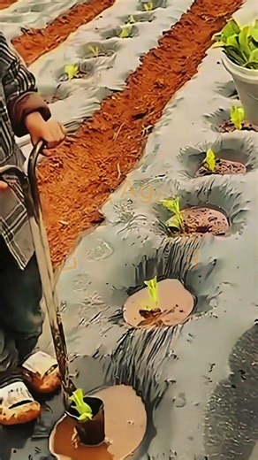Efficient Vegetable Sapling Planting 🚜🌱 #LabeeqAgriFarm #VegetablePlanting #SustainableFarming