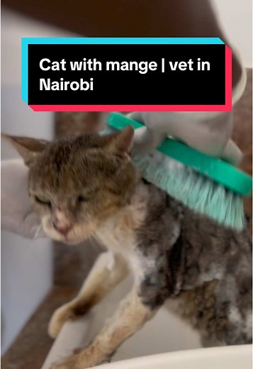 Effective Tick, Flea, and Mite Medications for Cats