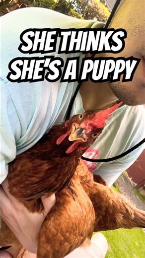 MY HEART!! 🥹 My Pet Chicken Loves Cuddles 💕🐔 LOL