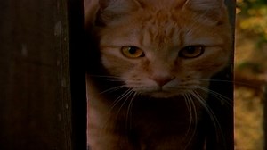 Extraordinary Cats | Nature