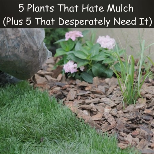 You may be mulching the wrong plants! Here are 5 Plants That Hate Mulch (Plus 5 That Desperately Need It) 😮 | Garden Lovers Club