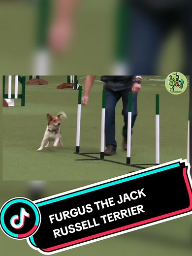 Spring Powered Jack Russell Terrier Bounces Through Agility Crufts 2024 #furgus #jackrussellterrier #springpower #dog #dogsoftiktok #foryou