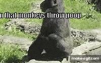 Monkey throwing poop on Make a GIF