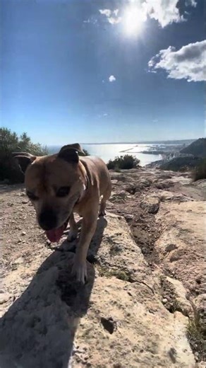 Polly on Serra Grossa with Alicante Below ☀️🐾