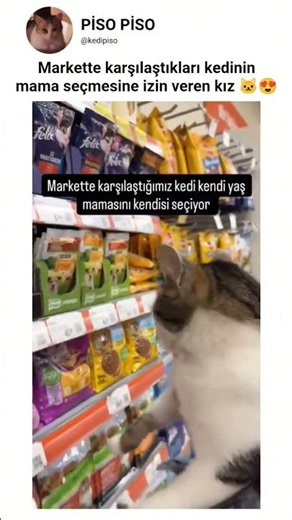 akıllı kedi