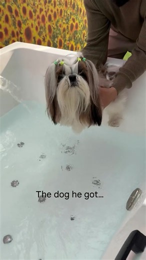 The dog my husband wanted vs the dog he got 😅 #shortsfeed #shortsviral #shihtzupuppy #funnyshorts