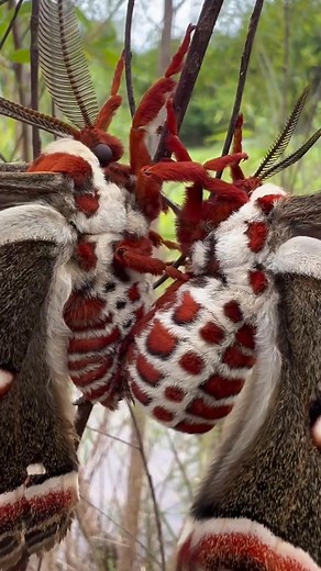 Silk moth”#animals #tiktok #fyp #funny #moth | Rescue Paws Network