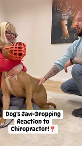 753K views · 2.7K reactions | Watch This Dog's Incredible Reaction to a Chiropractic Adjustment! #chiropracticadjustment #hundeliebe #dogs #dogsofinsta | Animal chiropractor, osteopath & healer | Facebook