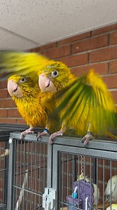 Golden Conure babies after bath time 💛🦜 #goldenconure #goldenconures #conure #conures #conurelove #conuresofinstagram #conuresofig #cutebirds #cuteanimals #happyparrot #parrot #parrots #parrotlife #loveparrots #parrotlove #parrotsofinstagram #parrotsofig #parrotstars #parrotstarsarlingtonheights | Parrot Stars