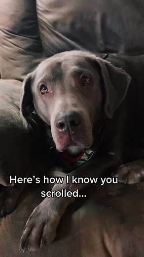 #silverlabrador #fypシ