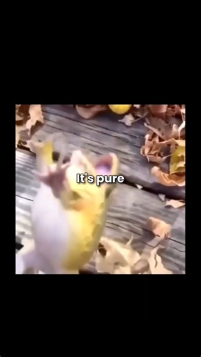 This frog is floating because of magnets 🐸🤯#MindBlown#PhysicsIsCool#MagneticLevitation#ScienceShorts