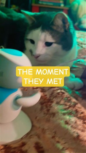 Eilik meet Kitty!