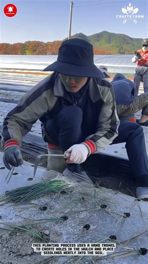 Planting Seedlings Manually with a Hand Trowel in the Field #smartfarming #gardeningtips