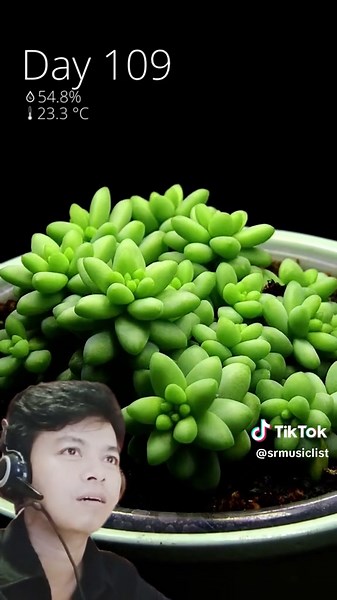 Jelly Bean Plant Growth Stages