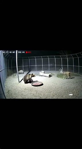 Zoo Surveillance Archives EP01 :Deer Lifts Bear #animals #shorts #viral #fighting #zoo #cctv