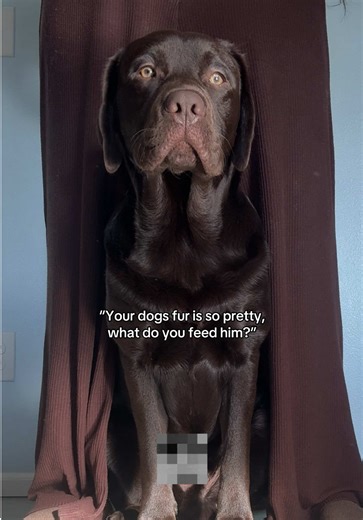 But for real, we got asked a lot from this video and we feed him science diet, @Native Pet omega 3 oil, and their probiotics :) You can use code RAISINGRIDGE for 20% off your order if you order any! :) #labsoftiktok #puppy #chocolatelab #labpuppy #labradorretriever