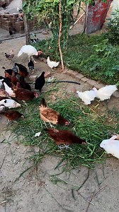 351K views · 7.6K reactions | How to treatment of flue fever in chicks and chickens #chickens #chicks #poultry #viralvideo | Ch Shani Vlogs | Facebook