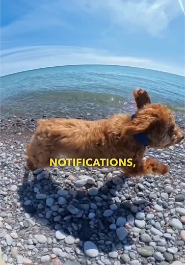 Your dog’s backyard, now everywhere! With real time tracking and virtual fences, you can give your pup freedom off-leash, while keeping them safe! 🙌🏽🥰 #dogsoftiktok #halocollar #wirelessfence #dogs #viraldog