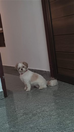 ദേഷ്യം കണ്ടാൽ തോന്നും ഞാൻ എന്തോ ചെയ്തെന്നു #viral #pets #milkey #love #cutestmoments #family #dog