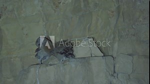 Rare Footage of Desert Tawny Owl nesting. Brings a small bat