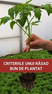 📢 Tu știi când sunt gata de plantat răsadurile de roșii? 🍅🌱 Vârsta, înălțimea, tulpina, florile, rădăcinile… toate contează! Dar care sunt semnele clare că răsadurile sunt pregătite pentru plantare? 🤔 🔍 Află criteriile esențiale în video și asigură-ți o cultură sănătoasă și productivă! 🎥 📌 Dă like și distribuie dacă ți-a fost util! 🔄 | Marcoser