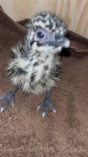 Dancing emu chick look at it dance #funnyanimalvideos